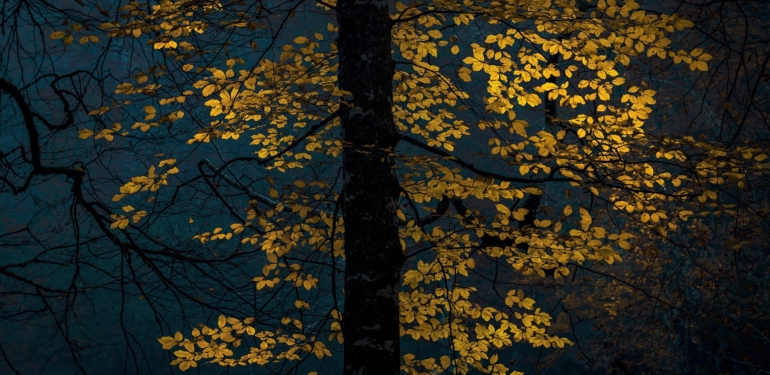 Ödüllü fotoğraf sanatçısı Meltem  Akgün’den “RESSAM – DOĞA“ sergisi