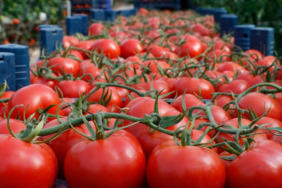Domates ihracatı izne bağlandı