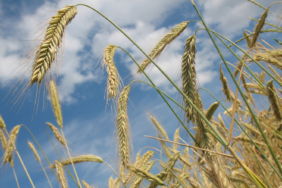 Buğday fiyatları yükseldi