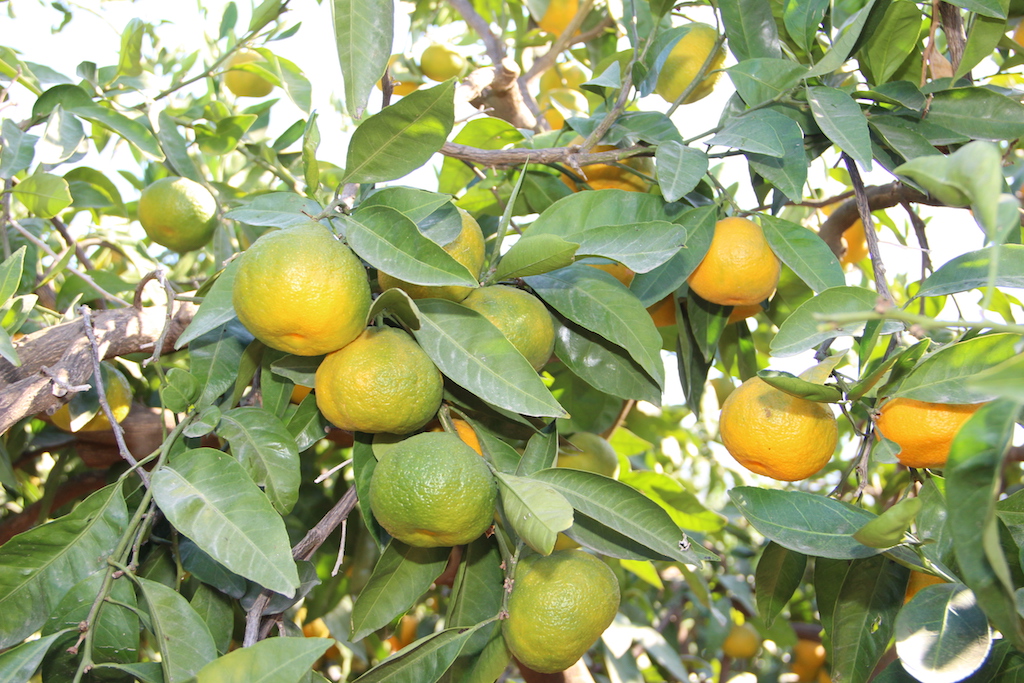Türkiye, mandalina ihracatında 650 milyon dolar hedefliyor