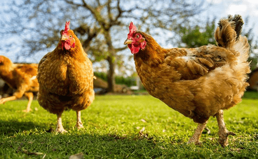 Tavuk eti ve yumurtası üretimi arttı