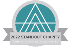 Dünyanın en etkin hayvan savunuculuğu derneği Türkiye’den seçildi!