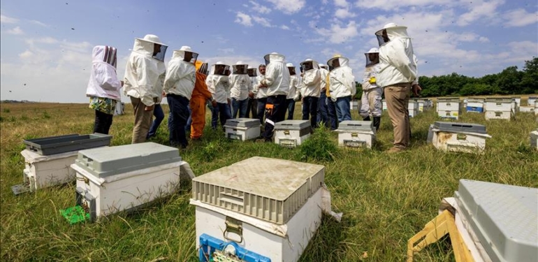 Balparmak’tan ücretsiz online  sertifikalı Apiterapi Eğitimi!
