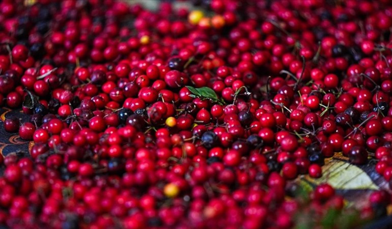 Kokina Çiçeği: Yeni Yılın Vazgeçilmezi ve Alım Önerileri