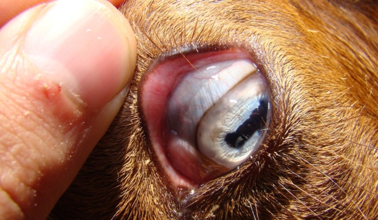 Göz Yapısının Hayvanların Hayatta Kalma Stratejileri Üzerindeki Rolü