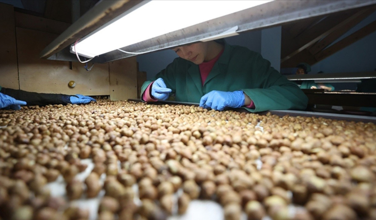 KFMİB’den 2024-2025 İhracat Sezonu Açıklaması: Fındık İhracatında Önemli Artış