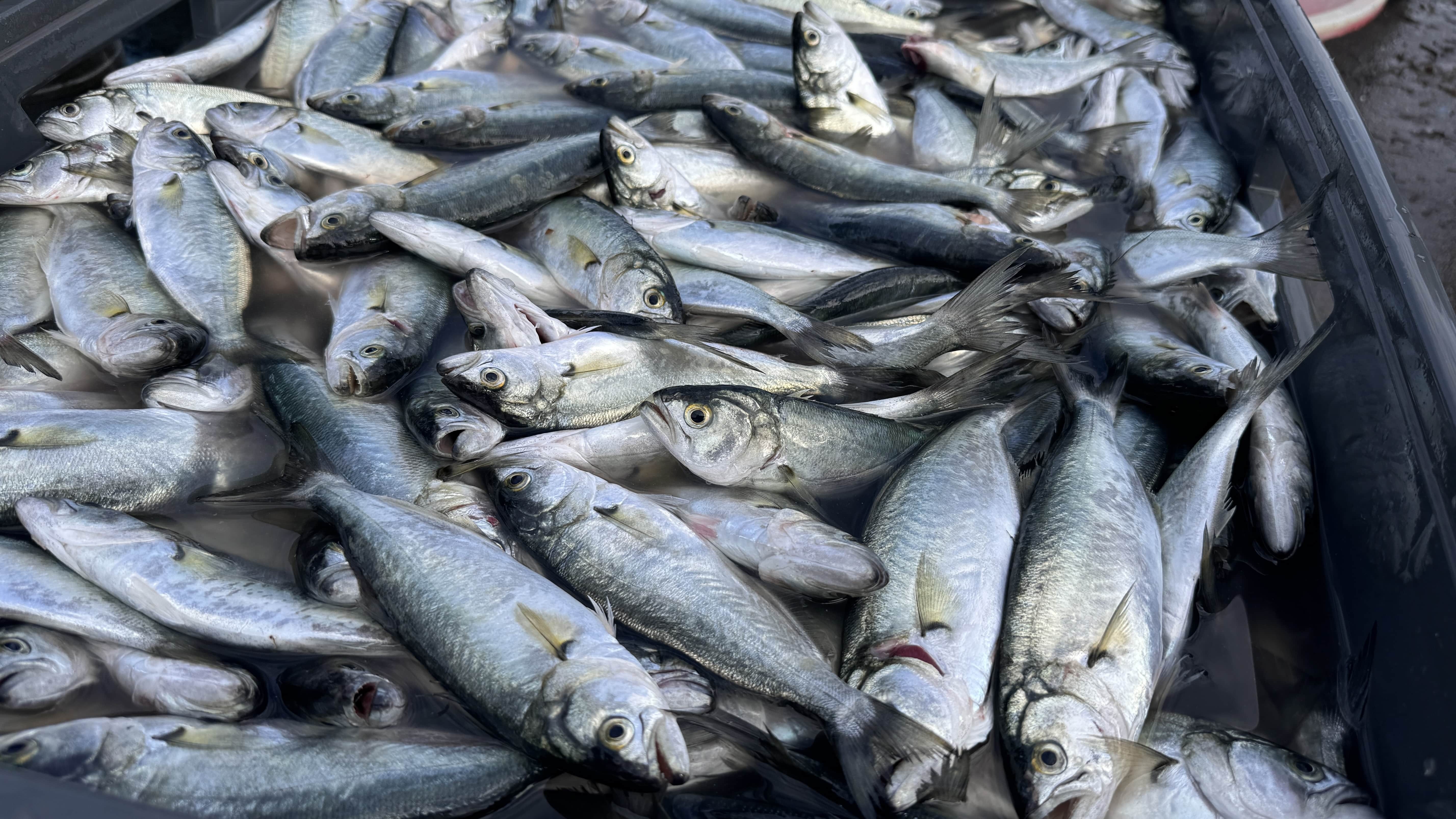 Kozlu Limanı'nda Balık Avında Mutluluk: 2 Ton Lüfer