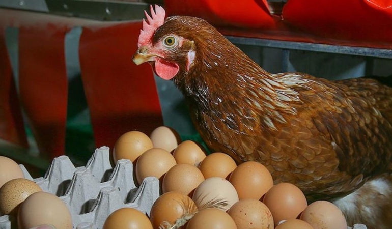 Kümes Hayvancılığı Üretim Verileri: Kasım 2024 Raporu