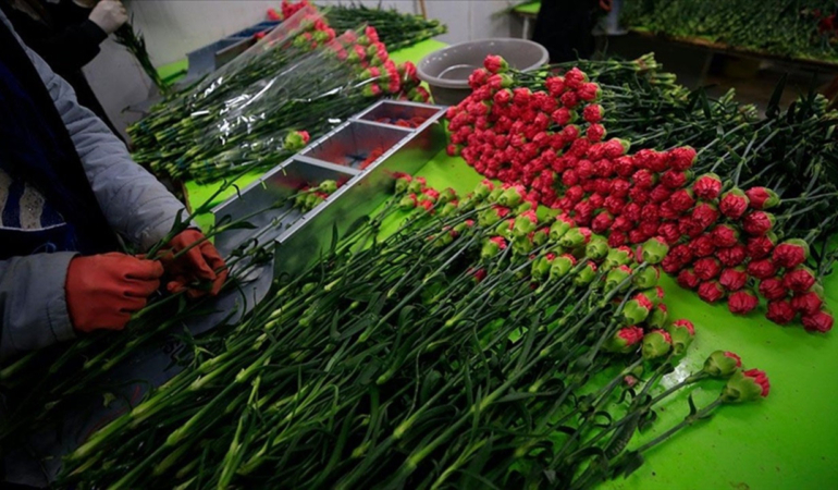 Türkiye’nin Süs Bitkileri İhracatı ve Potansiyeli