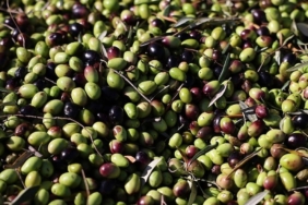 turkiyenin-zeytin-ihracatinda-2024te-onemli-artislar-uwHThIij.jpg