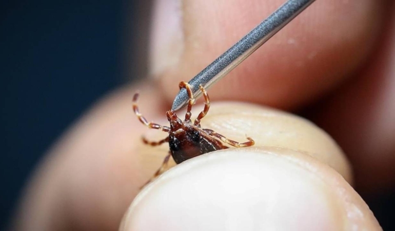 Hadiseler artıyor uzmanlar uyarıyor: Kene katiyen elle çıkartılmamalı