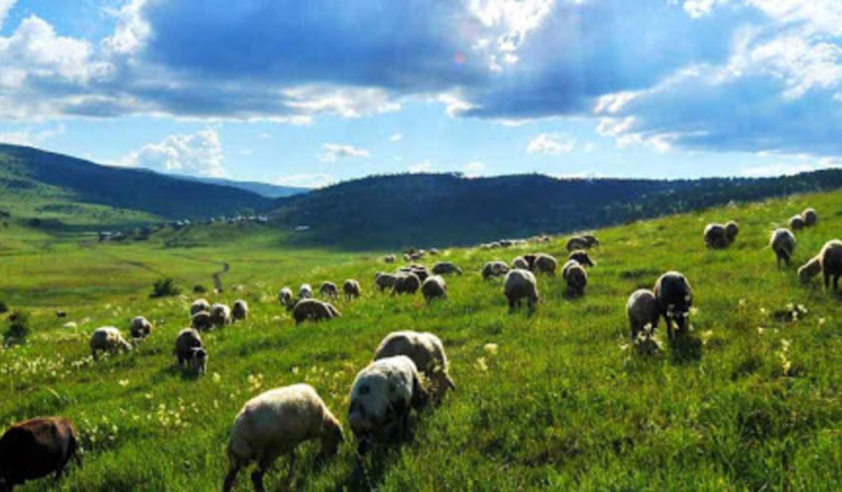 Mera alanlarının tahsis gayesinin değiştirilmesi düzenlemesi