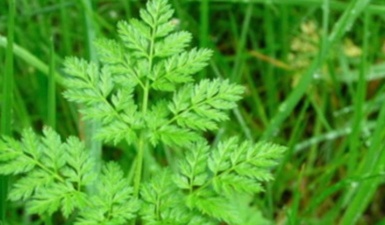 Tadına bakanı ölüme götürüyor… Maydanoz değil zehirli baldıran!