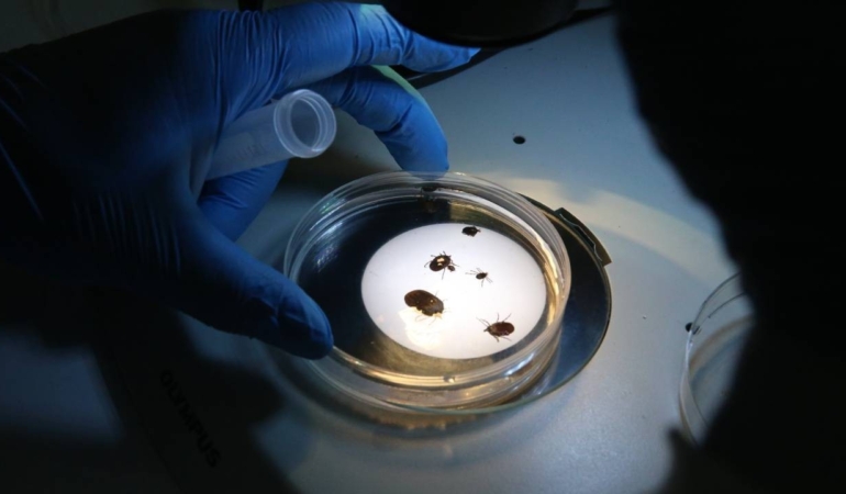 Türkiye’de yeni kene tipi tespit edildi! 30’dan fazla hastalık taşıyor