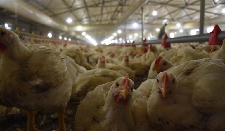 TÜİK açıkladı! Tavuk eti üretimi yükseldi, yumurta üretimi geriledi