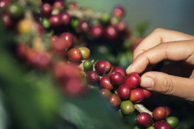 kahve-ticaretinde-istikrarlar-degisebilir-Hb2XwTO5.jpg
