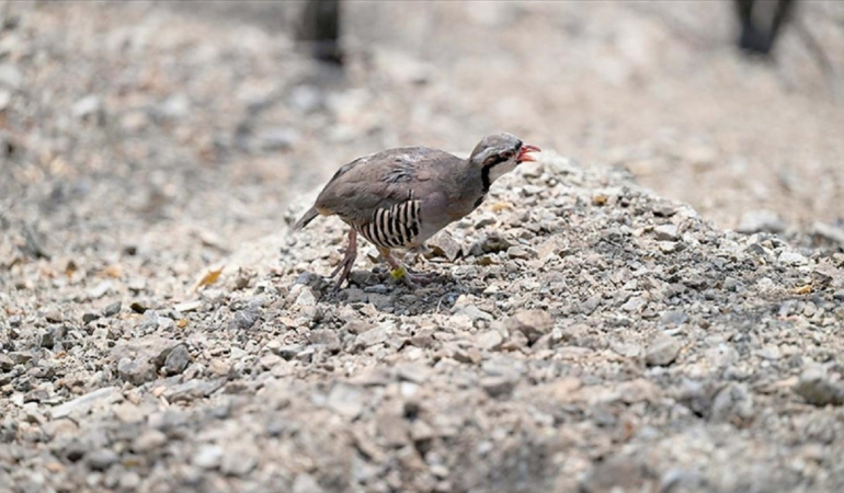 Kışın da kene riski var! Keklikler nitekim deva olabilir mi?
