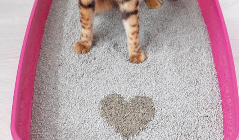 Ordu’dan 85 ülkeye 50 milyon dolarlık kedi kumu satıyor