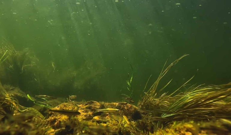 300 yıllık yaratık keşfedildi