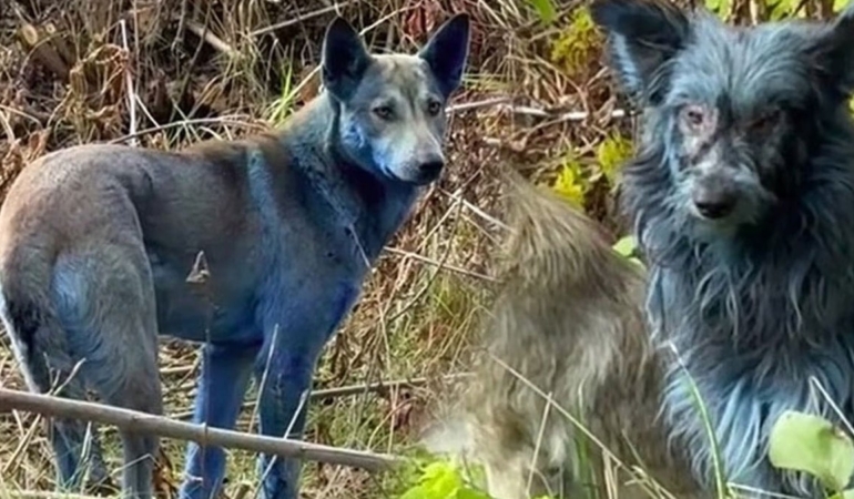 40 yıl sonra mavi köpekler görülmeye başlandı