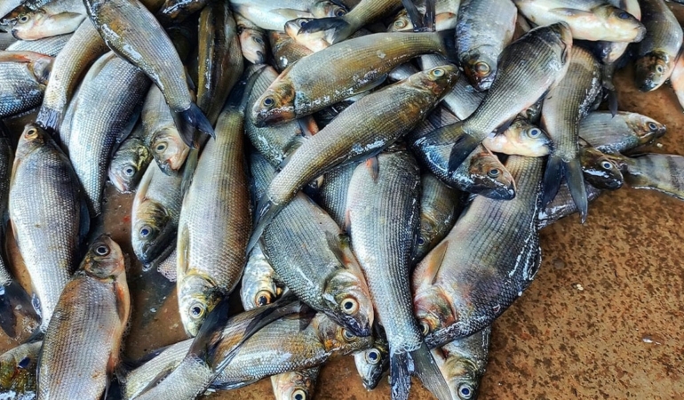 450 kilo balıkla hayatlarının dersini verdi