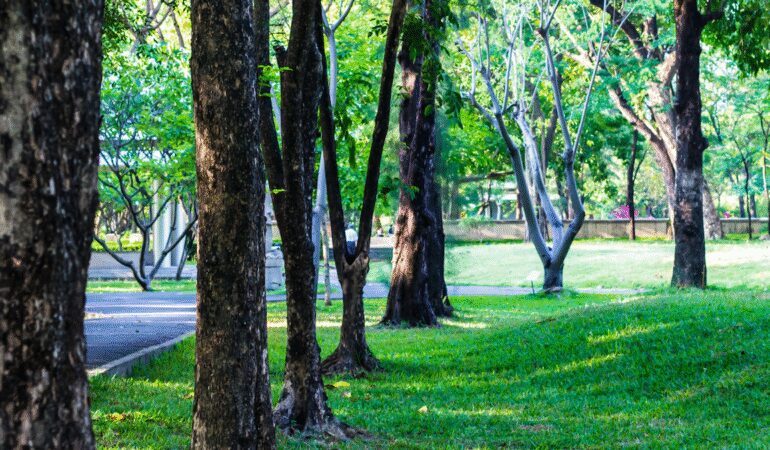 70 yıldır görülmeyen değerli ot parkta ortaya çıktı: Bilim insanları alana akın etti