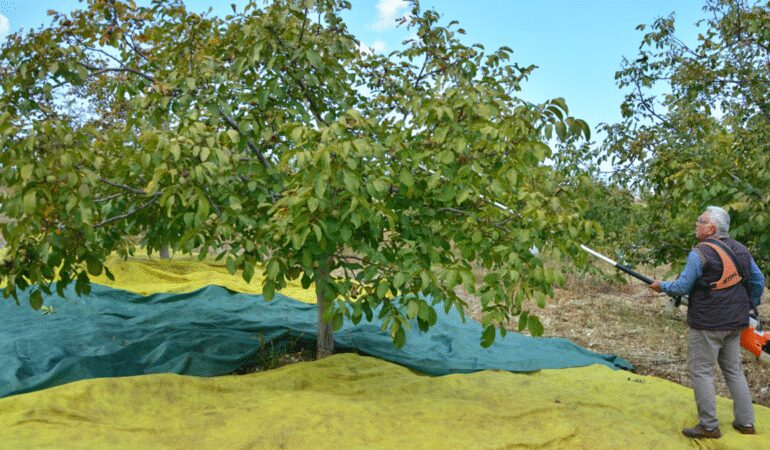 76 yaşında toprağa döndü, ceviz bahçesi gelir kaynağı oldu