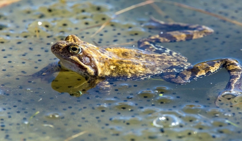 8 tane canlı kurbağa yiyen kadının itirafı şaşırttı