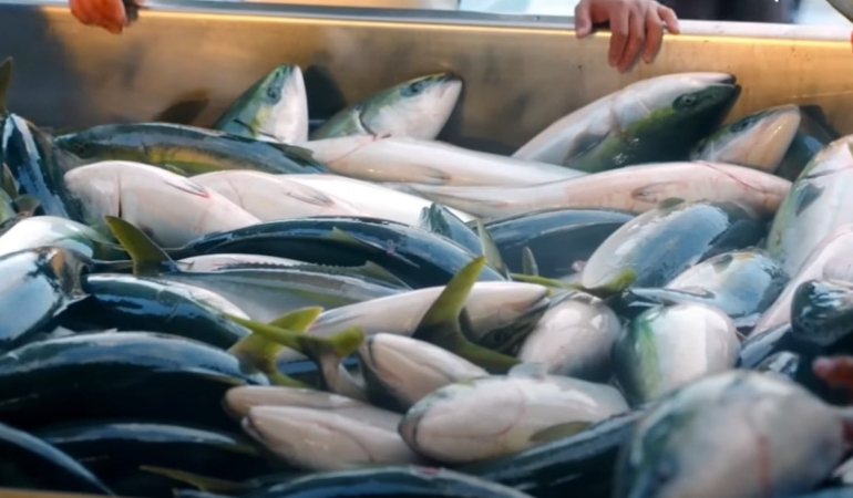 Balıklar kendiliğinden yüzeye çıkıp yakalanıyor: Köylüler kadim yönteminden vazgeçemiyor