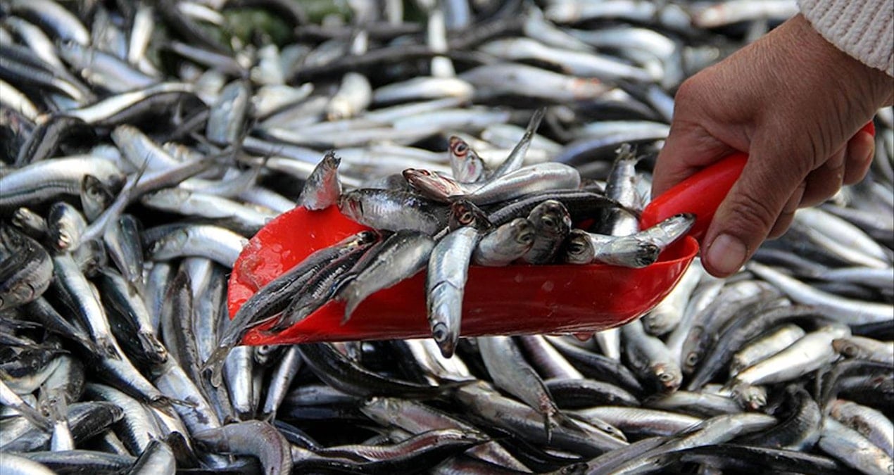denizden-bolluk-fiskirdi-fiyati-gecen-yilin-da-altina-dustu-2XdIsT5y.jpg