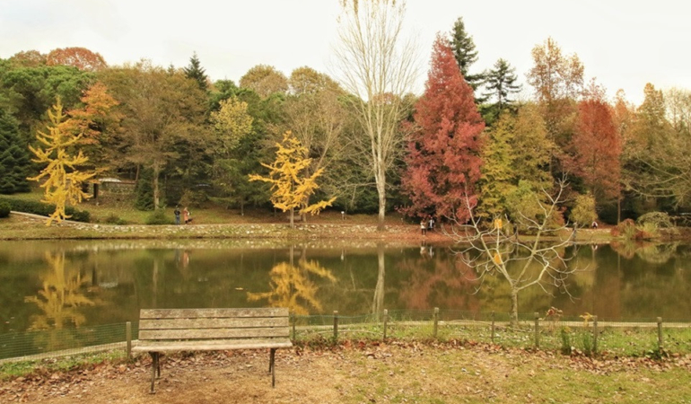 Doğanın kalbinde bir mola: Atatürk Arboretumu