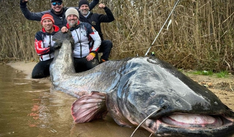 Dünyanın en büyük balığını yakaladılar