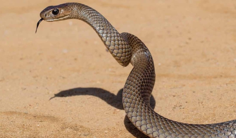 En çok yılan türüne sahip 4 ülke