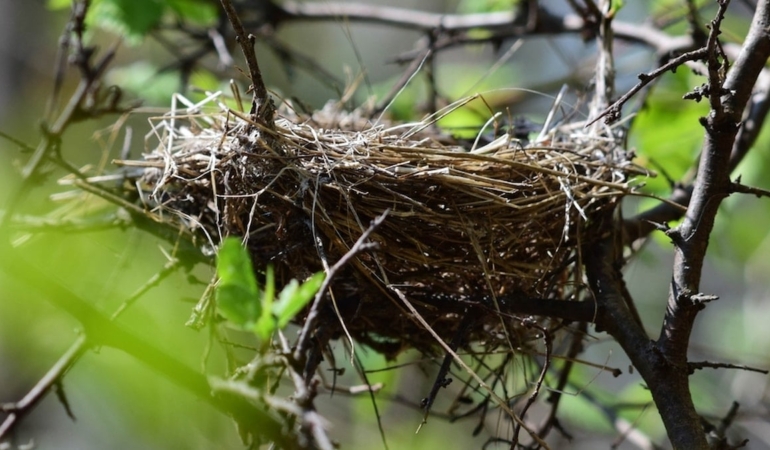 Kuş yuvasından servet değerinde miras çıktı