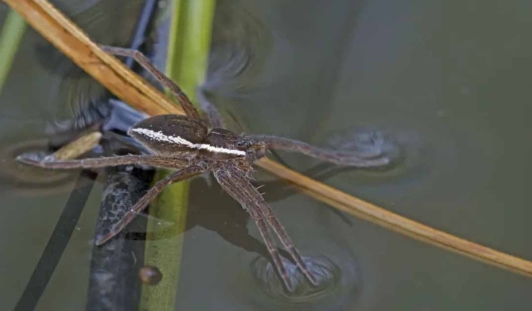 Nesli tükendiği düşünülen dev örümcek evlerin yakınında yeniden ortaya çıktı