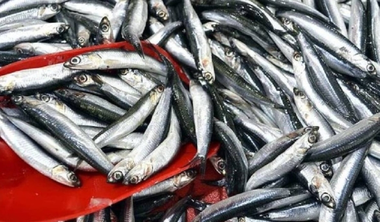 Sinop’ta balıkçı tezgahları doldu: 150 liradan satılıyor