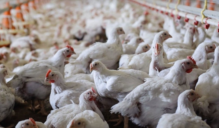 Türkiye’den Çin’e 200 milyon dolarlık tavuk ayağı hamlesi: “2-3 kat fazla döviz getirir”