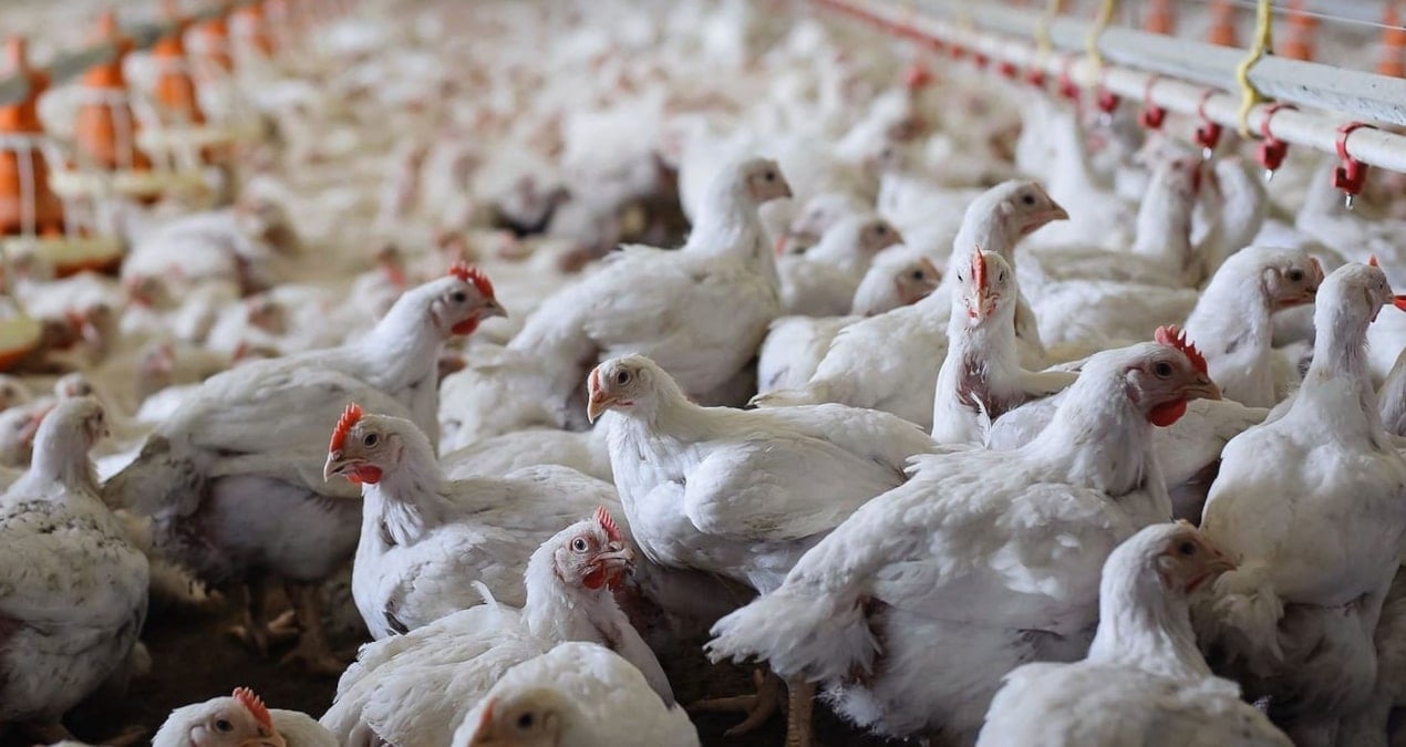 turkiyeden-cine-200-milyon-dolarlik-tavuk-ayagi-hamlesi-2-3-kat-fazla-doviz-getirir-ORE8H8UF.jpg
