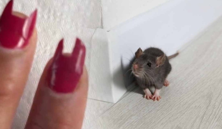 Uyandığında tırnakları yoktu, meğer fareler yemiş! Şehirde alarm verildi: Bu sadece bir başlangıç!