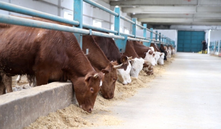 Yabancıya destek yerliye köstek