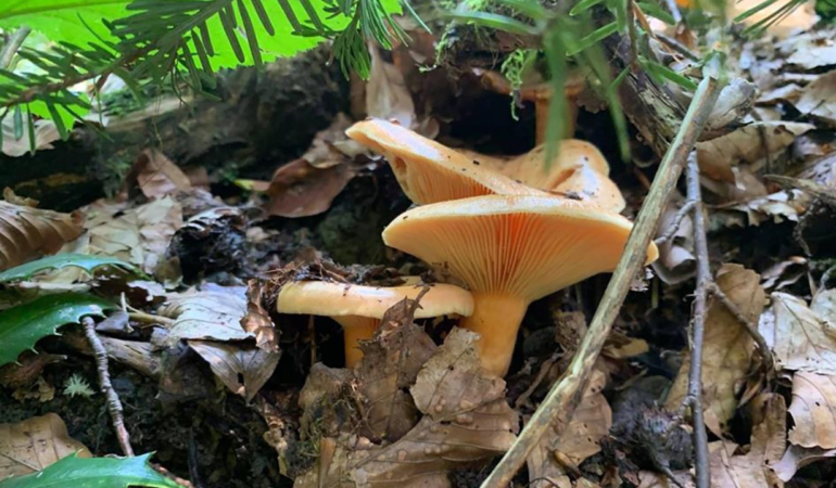 Zehirlenmelere karşı ikaz: Tabiatta yetişen mantarları tüketmeyin!