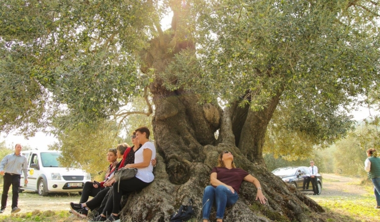 Zeytin cenneti tedirgin