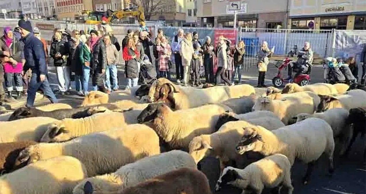 almanyada-koyunlar-sehre-indi-binlerce-kisi-izledi-E6gOmKul.jpg