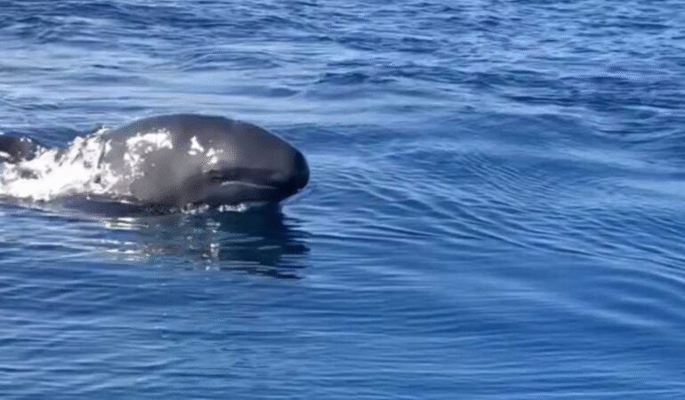 Balinaların dili çözüldü: Ne dedikleri artık anlaşılacak