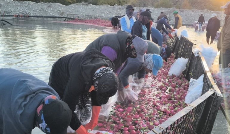 Çiftçi isyanda! Üretici kazanmıyor, aracı kazanıyor