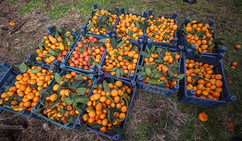 Portakal ve mandalinada pestisit alarmı