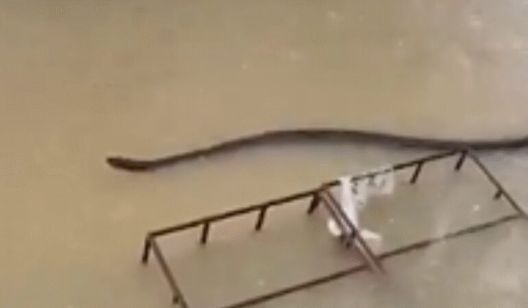 Şehri hem sağanak hem devasa yılanlar bastı: Herkes diken üstünde