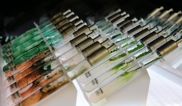 Türk bilim insanlarından dünya çapında buluş: Mürekkep balığından doğal güneş kremi