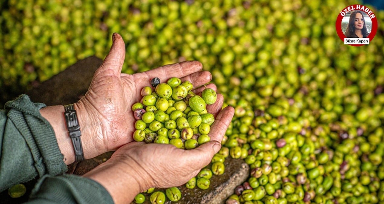turkiye-kendi-zeytinliklerini-kesip-suriyeden-aldi-BTU1sLyW.jpg