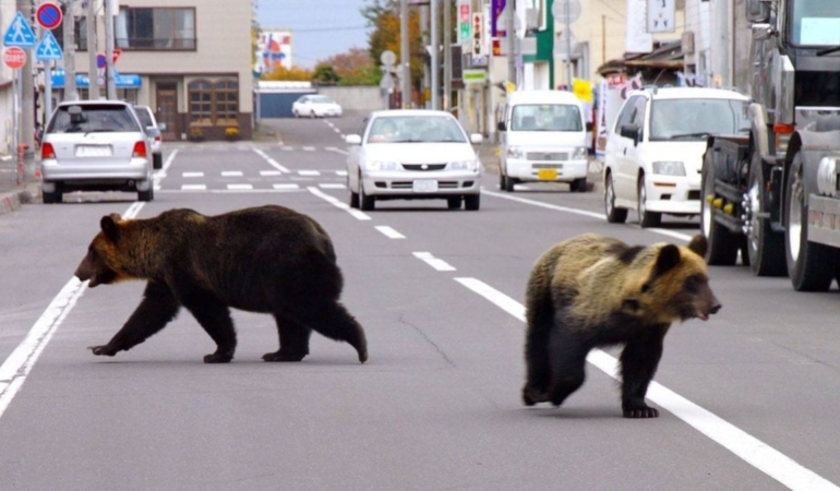 Ülkedeki ayılar turizmi vurdu! Ayı sigortası planını devreye aldılar